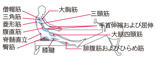 コンセプト2ローイングエルゴメーター筋肉使用図